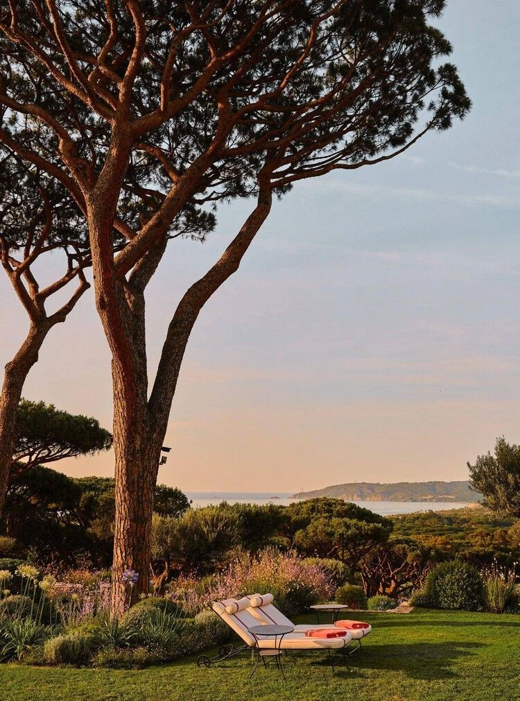Coastal garden beneath a sculptural pine tree at golden hour.